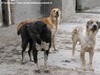Le tre femmine di Aminov